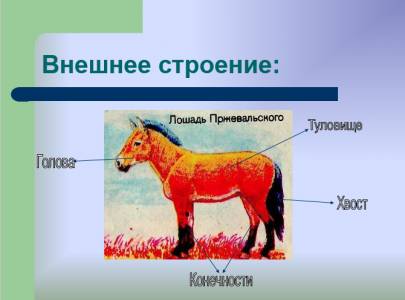Презентация на тему Млекопитающие